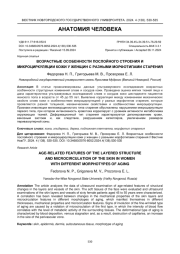 ВОЗРАСТНЫЕ ОСОБЕННОСТИ ПОСЛОЙНОГО СТРОЕНИЯ И МИКРОЦИРКУЛЯЦИИ КОЖИ У ЖЕНЩИН С РАЗНЫМИ МОРФОТИПАМИ СТАРЕНИЯ