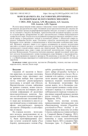 МОРСКАЯ ОХОТА НА ЛАСТОНОГИХ (PINNIPEDIA) НА ПОБЕРЕЖЬЕ БЕЛОГО МОРЯ В ЭНЕОЛИТЕ